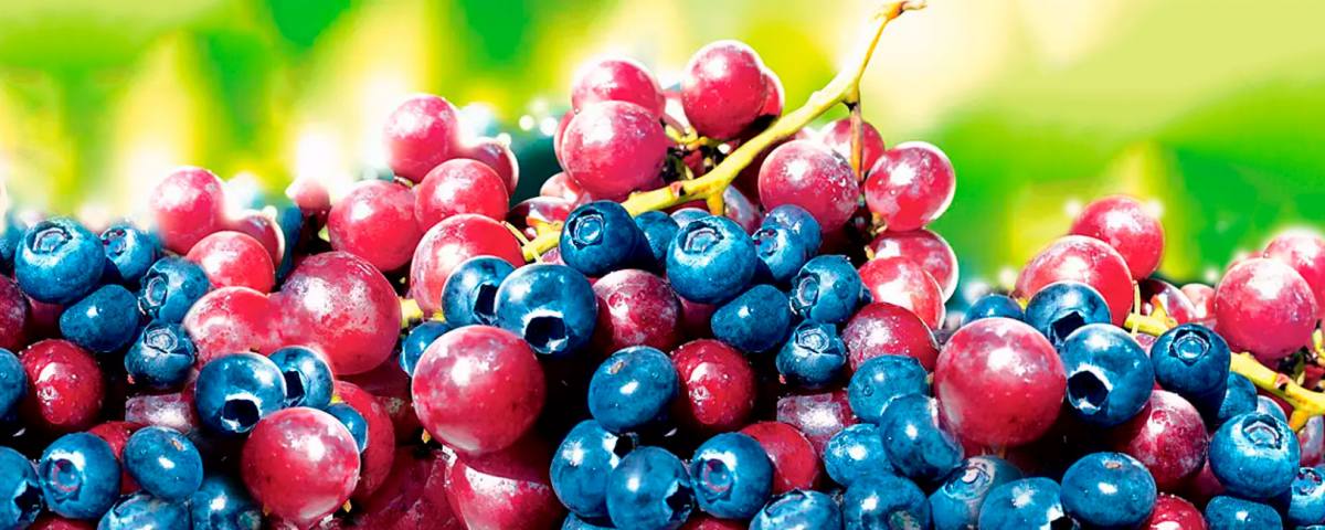 frutas de exportación uvas y arándanos