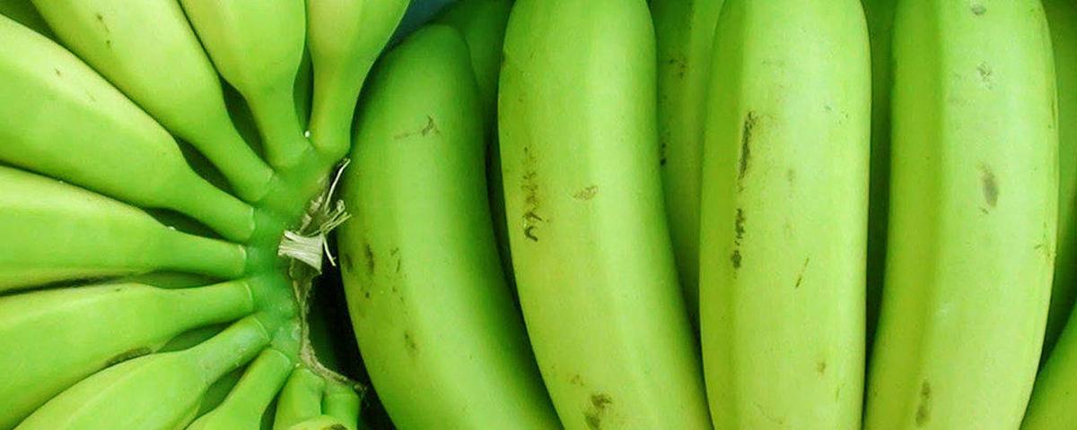 Banano orgánico piura