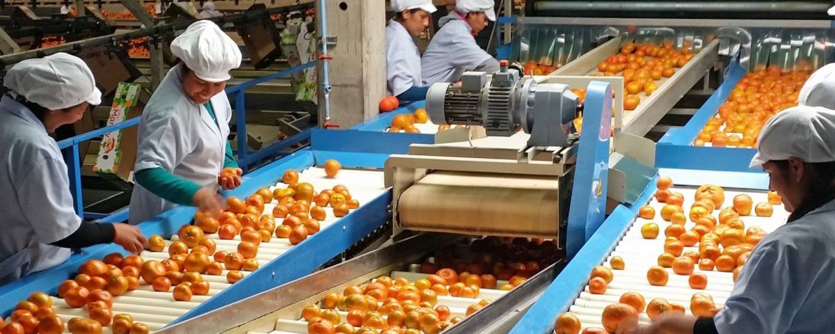 agroindustria de mandarina peruana